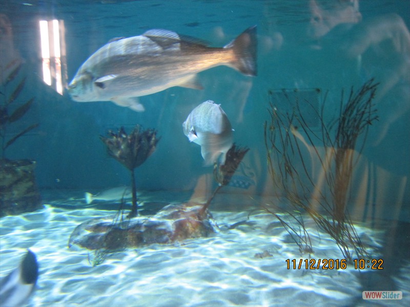 2016 Birch Aquarium 027